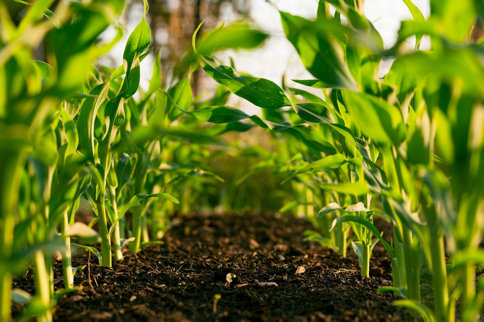 Farmer working in a cultivated agricultural field