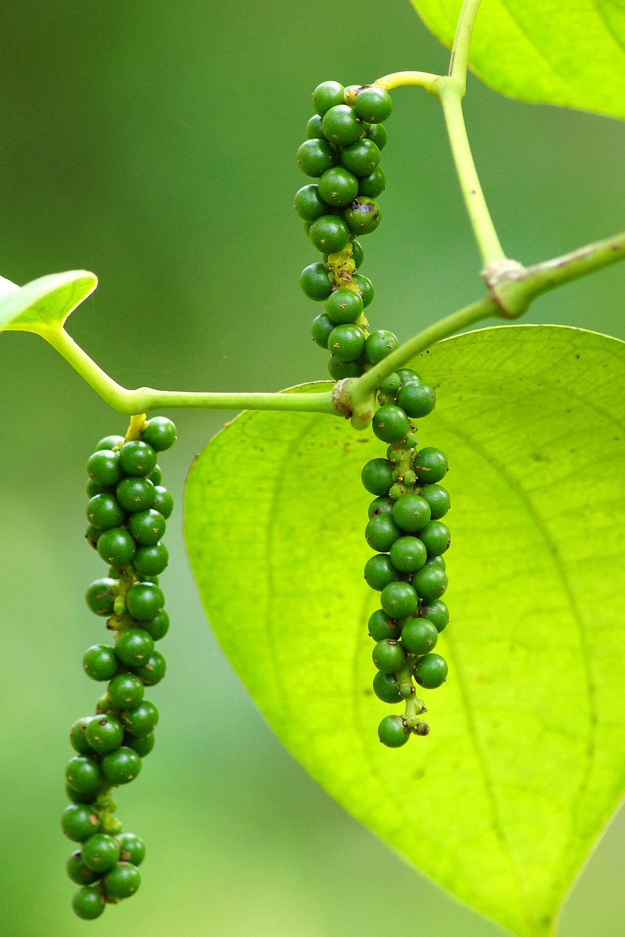 Local black peppercorn clusters growing on the vine